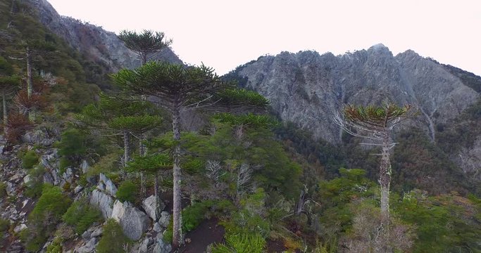 aerial view of Araucaria forests and other trees in Conguillio