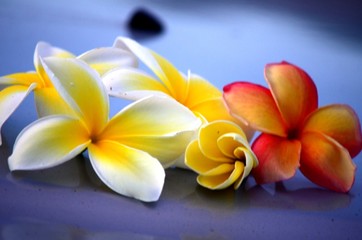 Fleurs de frangipanier