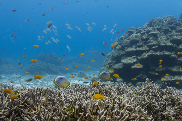Underwater World