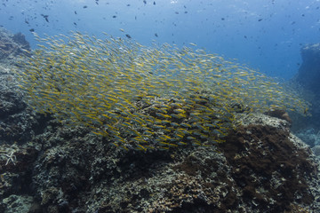 Too Many Fish To Count