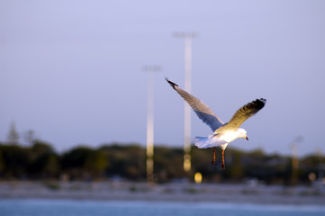 Seagull on Jetty, Busselton, Western Australia