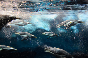 Photo Picture of Wild Penguin Animal Bird Playing