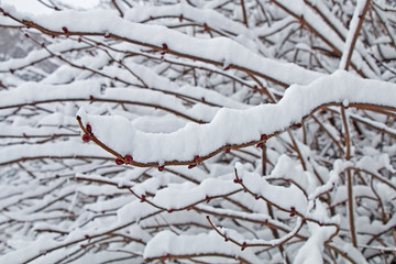 Winter forest. A branch of a tree with snow on top.