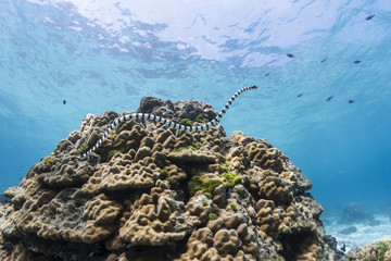 Swimming Sea Snake