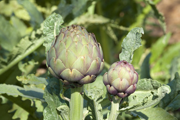 Organic Artichoke field