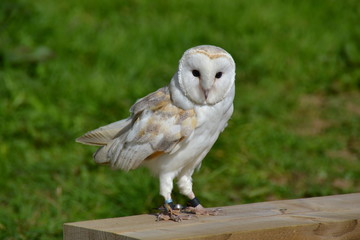 Barn Owl looking at camera