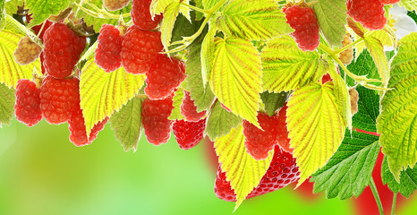 berries background.raspberries