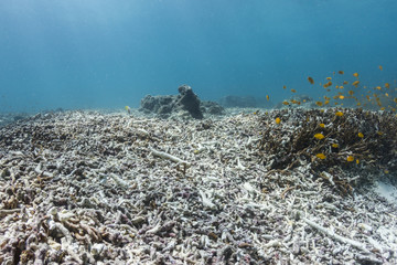 Broken Reef