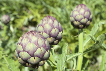 Obraz premium Organic Artichoke field