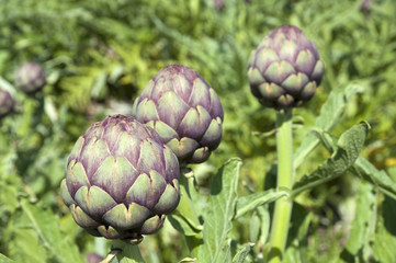 Organic Artichoke field