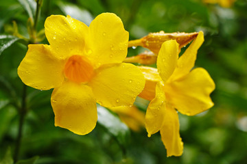 Beautiful yellow flowers of Begonias in a natural environment