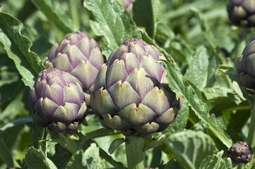 Organic Artichoke field