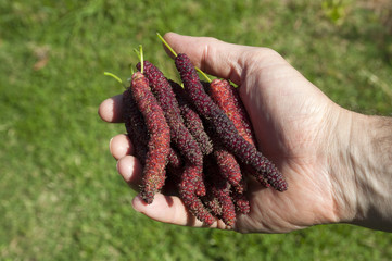 Afghan Strawberry