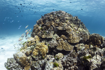 Spectacular Coral Mound
