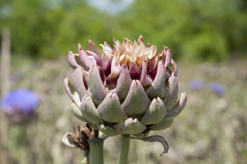Organic Artichoke field