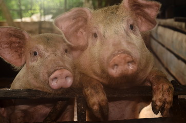 pig on the farm