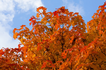 Maple with red leaves on a blue sky background with clouds in late autumn on a sunny day