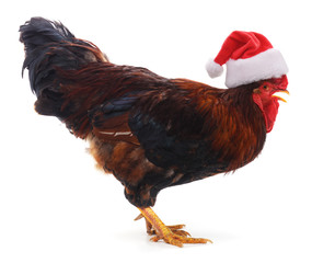 Cock in a Christmas hat.