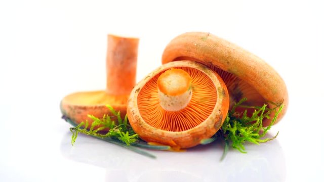 Raw wild Saffron milk cep mushrooms isolated on white background. Lactarius deliciosus. Rovellons, Niscalos. Organic fresh mushrooms closeup