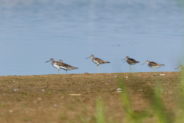 Common Greenshank (Tringa nebularia)