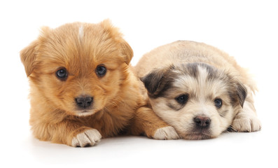 Fototapeta na wymiar Two cute puppies.