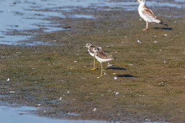 Common Greenshank (Tringa nebularia)
