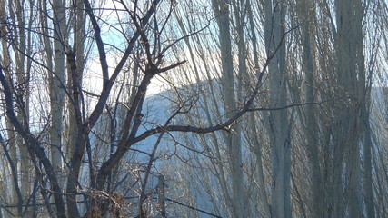 trees in winter