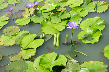 Purple and Pink lotus flower in nature it is beautiful.