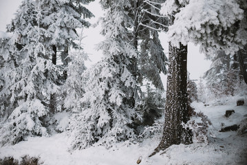 snow and ice in the forest, winter background