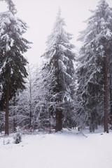 snow and ice in the forest, Winter background