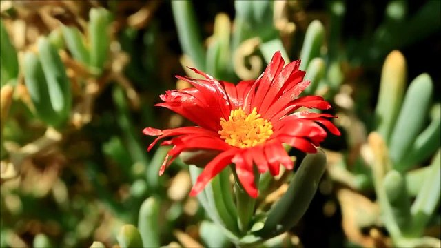 Footage of a bee collecting nectar on the yellow pollen of red color Lampranthus flower 