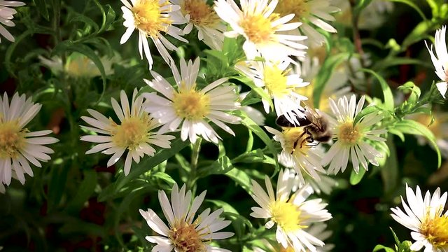 bee on flowers collecting pollen macro closeup