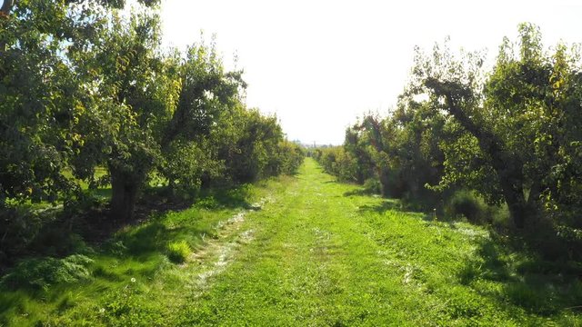 Moving through an orchard in Southern Oregon