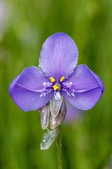 Close up of beautiful purple flowers, Murdannia giganteum is a small wildflowers, sweet purple with dew drop on blurry garden background in Thailand. Selective focus and copy space.