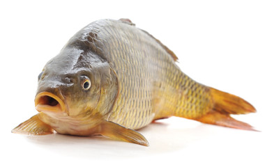 Big fresh carp.