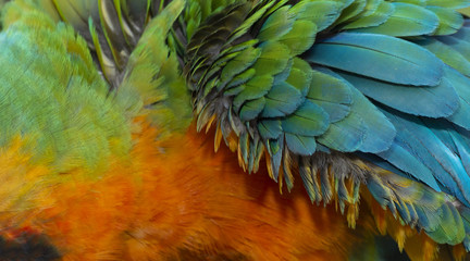Fototapeta premium Close up Colorful of Catalina Macaw ( Hybrid between Scarlet Macaw and Blue and Yellow Macaw) bird's feathers with red yellow orange and blue shades, exotic nature background and texture