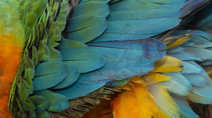 Fototapeta premium Close up Colorful of Catalina Macaw ( Hybrid between Scarlet Macaw and Blue and Yellow Macaw) bird's feathers with red yellow orange and blue shades, exotic nature background and texture