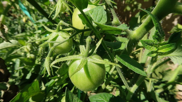 Tomates verdes creciendoy madurando en la planta tomatera 