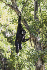 Siamang
