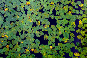 Many green water lilies leafs seen from above. Decorative pattern of leafs and water.