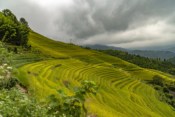 Terraces rice
