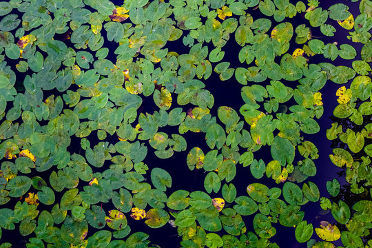 Many green water lilies leafs seen from above. Decorative pattern of leafs and water.