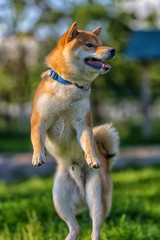 shiba inu jumping