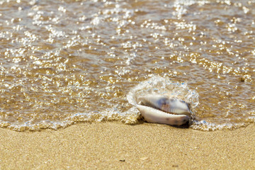 Seashell in the natural environment. Sandy beach, light surf.