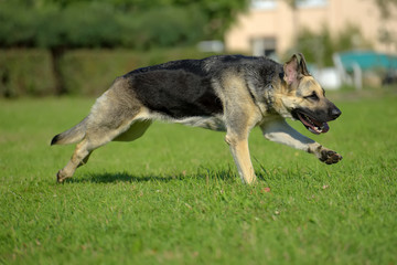 Eastern European Sheepdog runs