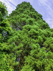 Old sequoia / redwood tree in Uckfield, United Kingdom