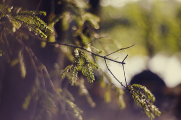 Blurred background  with fir-tree branches and bokeh