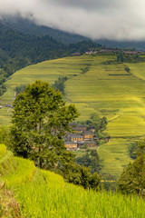 Terraces rice china