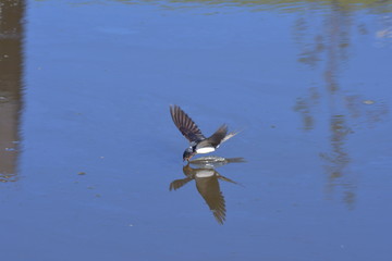 Schwalbe beim trinken