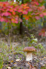 cep mushroom under red oak tree